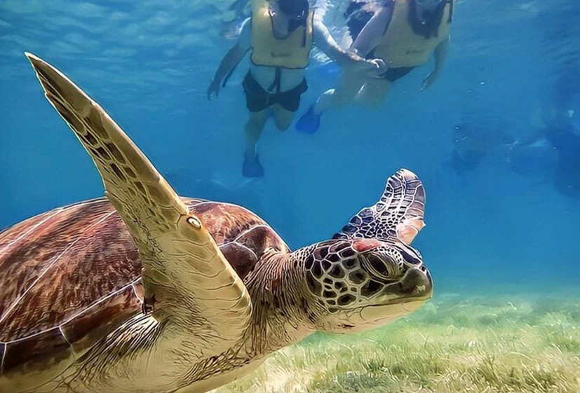 Snorkeling in Akumal Turtle Sanctuary, Swim in Cenote Halcón’s Nest and Explore Sayab Cavern