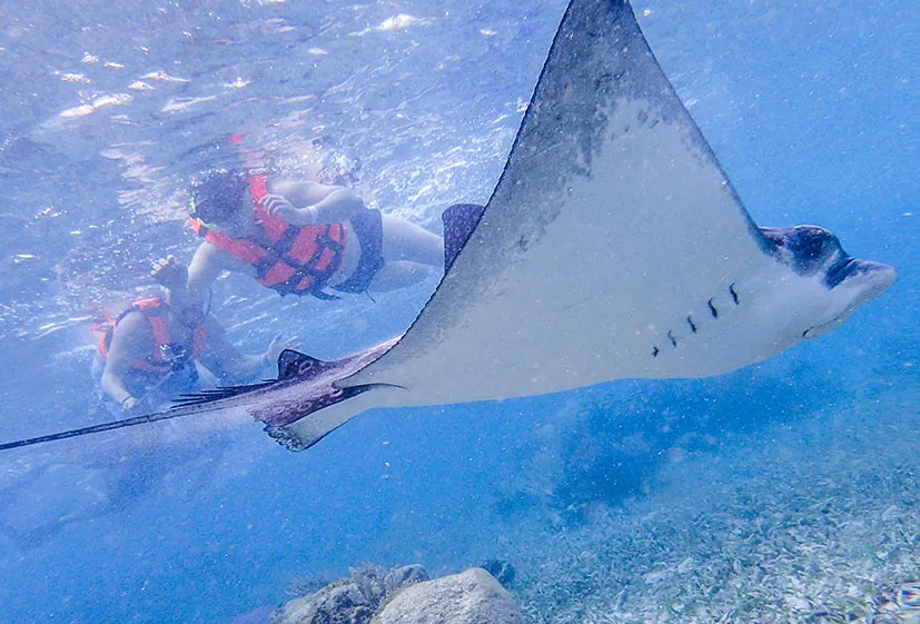 Total Snorkel Essential In Puerto Morelos