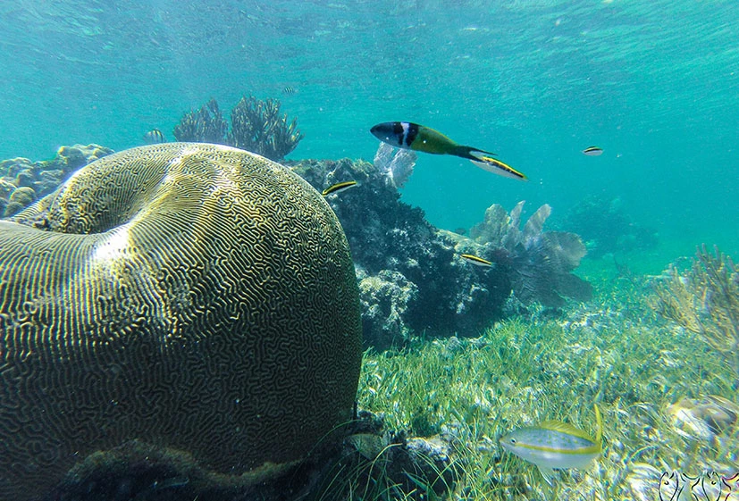 Total Snorkel Essential In Puerto Morelos