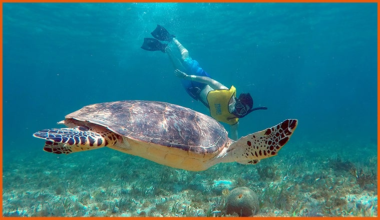 Snorkeling In Cancun With Turtles