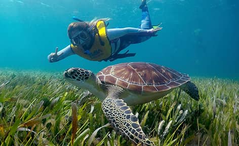 Snorkeling en Cancún con tortugas