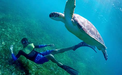Snorkeling en Cancún con tortugas