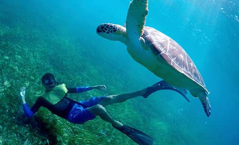 Snorkeling In Cancun With Turtles