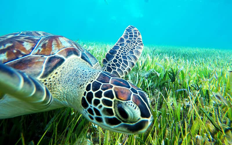 Snorkeling In Cancun With Turtles, Reef, Underwater Statues, Shipwreck And Underwater Cenote