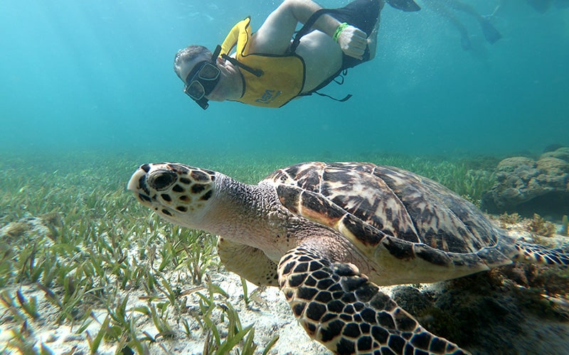 Esnórquel en Cancún con Tortugas, Arrecife, Estatuas Submarinas, Naufragio y Cenote Submarino