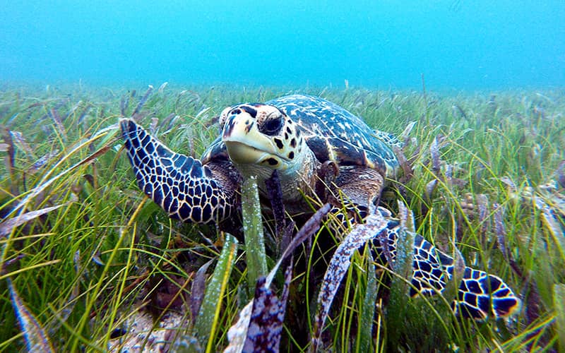 Snorkeling In Cancun With Turtles, Reef, Underwater Statues, Shipwreck And Underwater Cenote