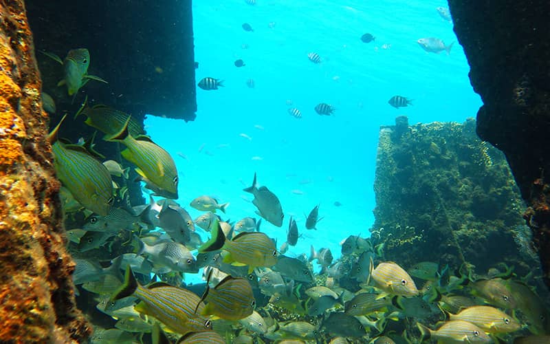 Esnórquel en Cancún con Tortugas, Arrecife, Estatuas Submarinas, Naufragio y Cenote Submarino