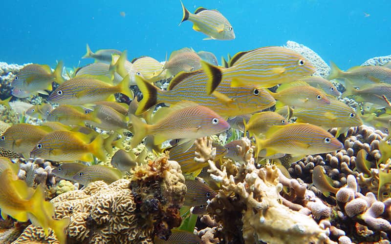 Snorkeling In Cancun With Turtles, Reef, Underwater Statues, Shipwreck And Underwater Cenote