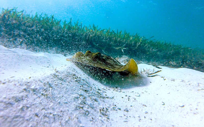 Snorkeling In Cancun With Turtles, Reef, Underwater Statues, Shipwreck And Underwater Cenote