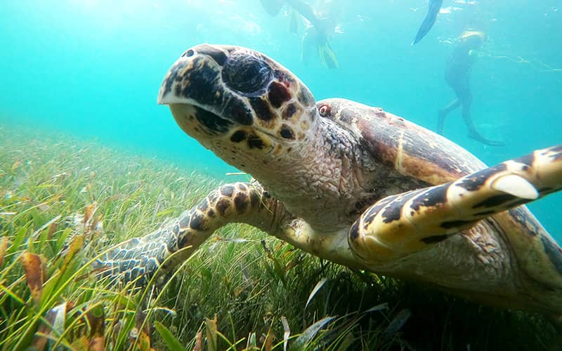 Esnórquel en Cancún con Tortugas, Arrecife, Estatuas Submarinas, Naufragio y Cenote Submarino