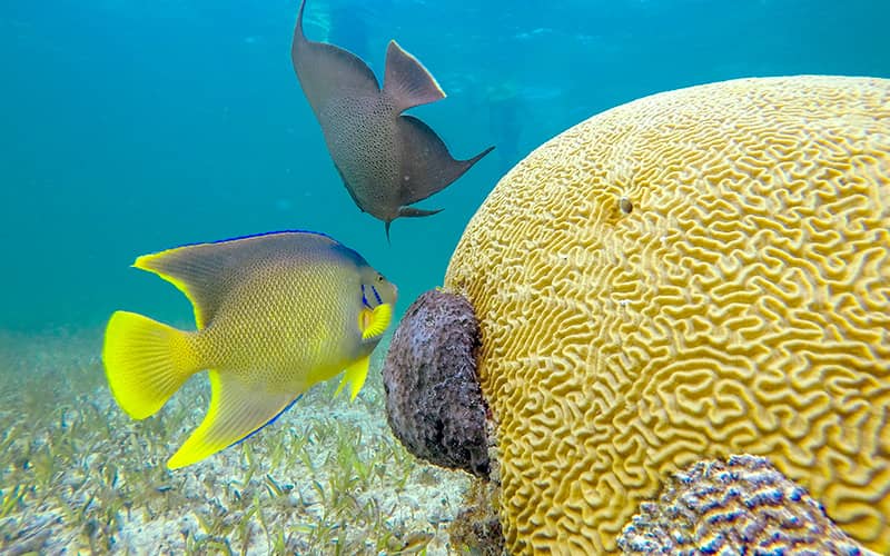 Esnórquel en Cancún con Tortugas, Arrecife, Estatuas Submarinas, Naufragio y Cenote Submarino