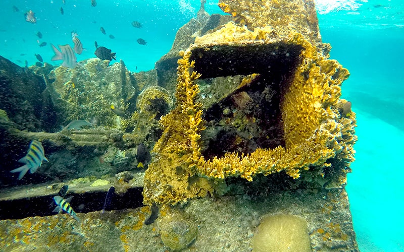 Esnórquel en Cancún con Tortugas, Arrecife, Estatuas Submarinas, Naufragio y Cenote Submarino