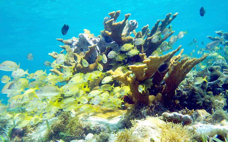 Esnórquel en Cancún con Tortugas, Arrecife, Estatuas Submarinas, Naufragio y Cenote Submarino