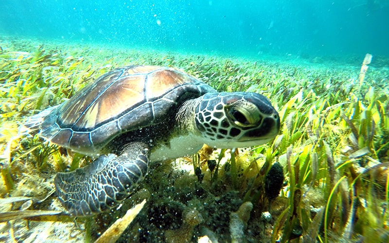 Esnórquel en Cancún con Tortugas, Arrecife, Estatuas Submarinas, Naufragio y Cenote Submarino