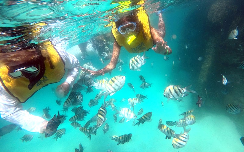 Snorkeling In Cancun With Turtles, Reef, Underwater Statues, Shipwreck And Underwater Cenote