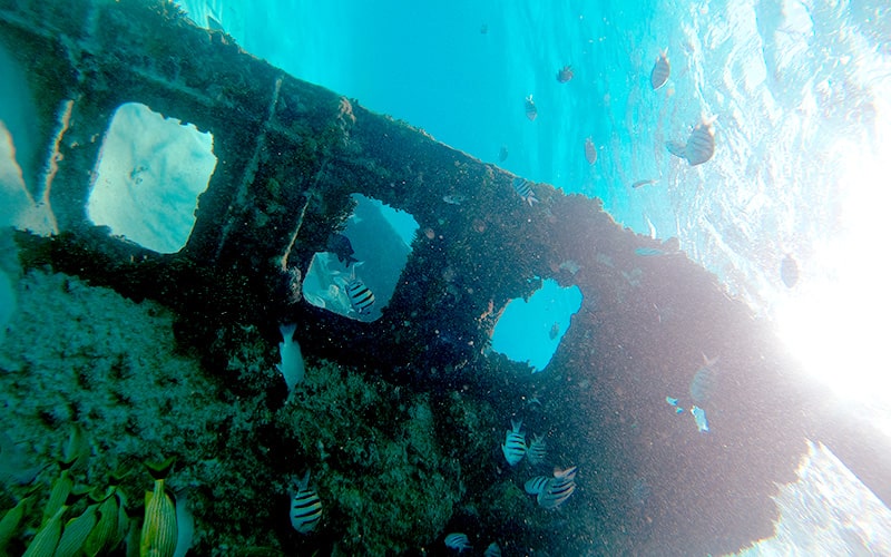 Esnórquel en Cancún con Tortugas, Arrecife, Estatuas Submarinas, Naufragio y Cenote Submarino