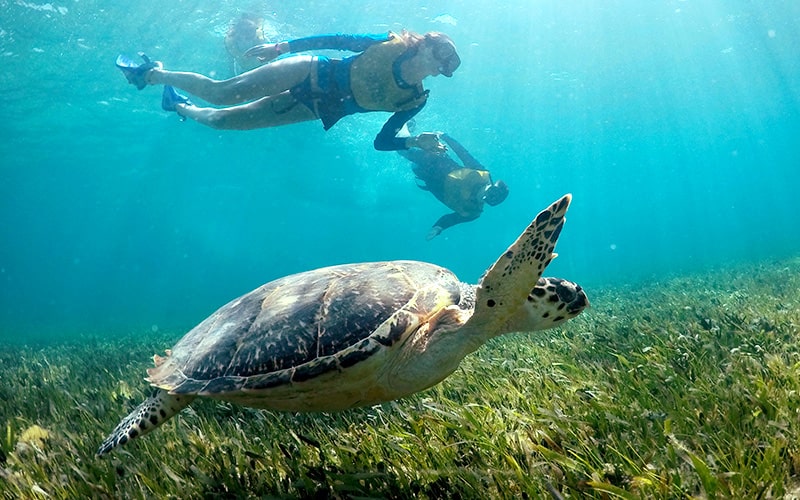 Esnórquel en Cancún con Tortugas, Arrecife, Estatuas Submarinas, Naufragio y Cenote Submarino