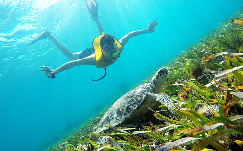 Esnórquel en Cancún con Tortugas, Arrecife, Estatuas Submarinas, Naufragio y Cenote Submarino