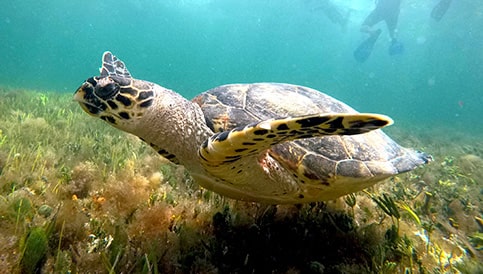 Snorkeling In Cancun With Turtles